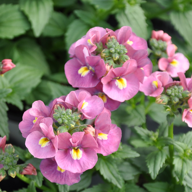 Nemesia frutescence